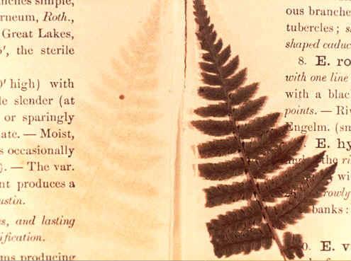 Volckringer Patterns from plant matter