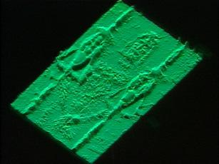 VP-8 3D reconstruction of the Shroud image